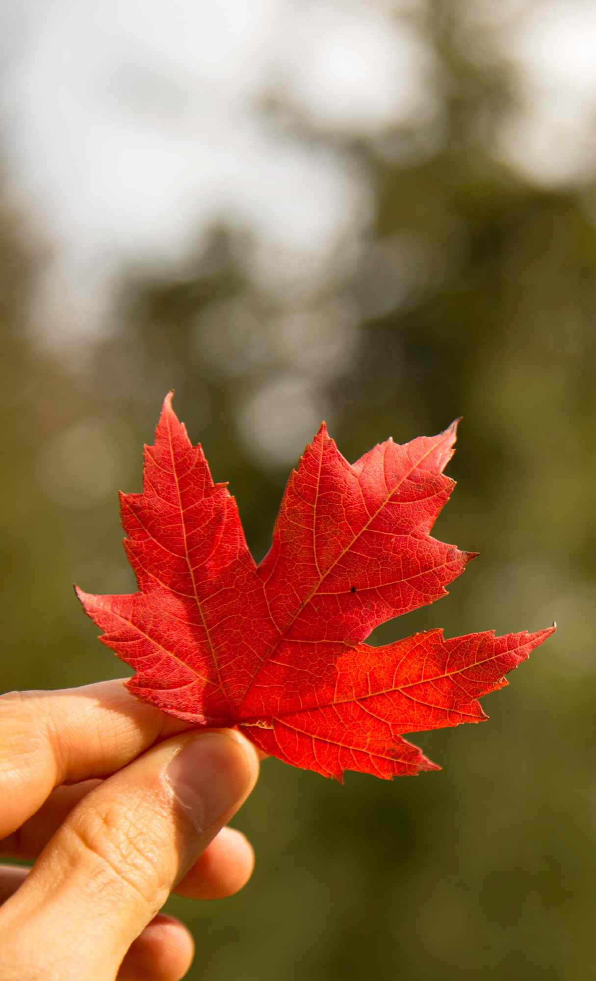 autumn fall iphone wallpaper