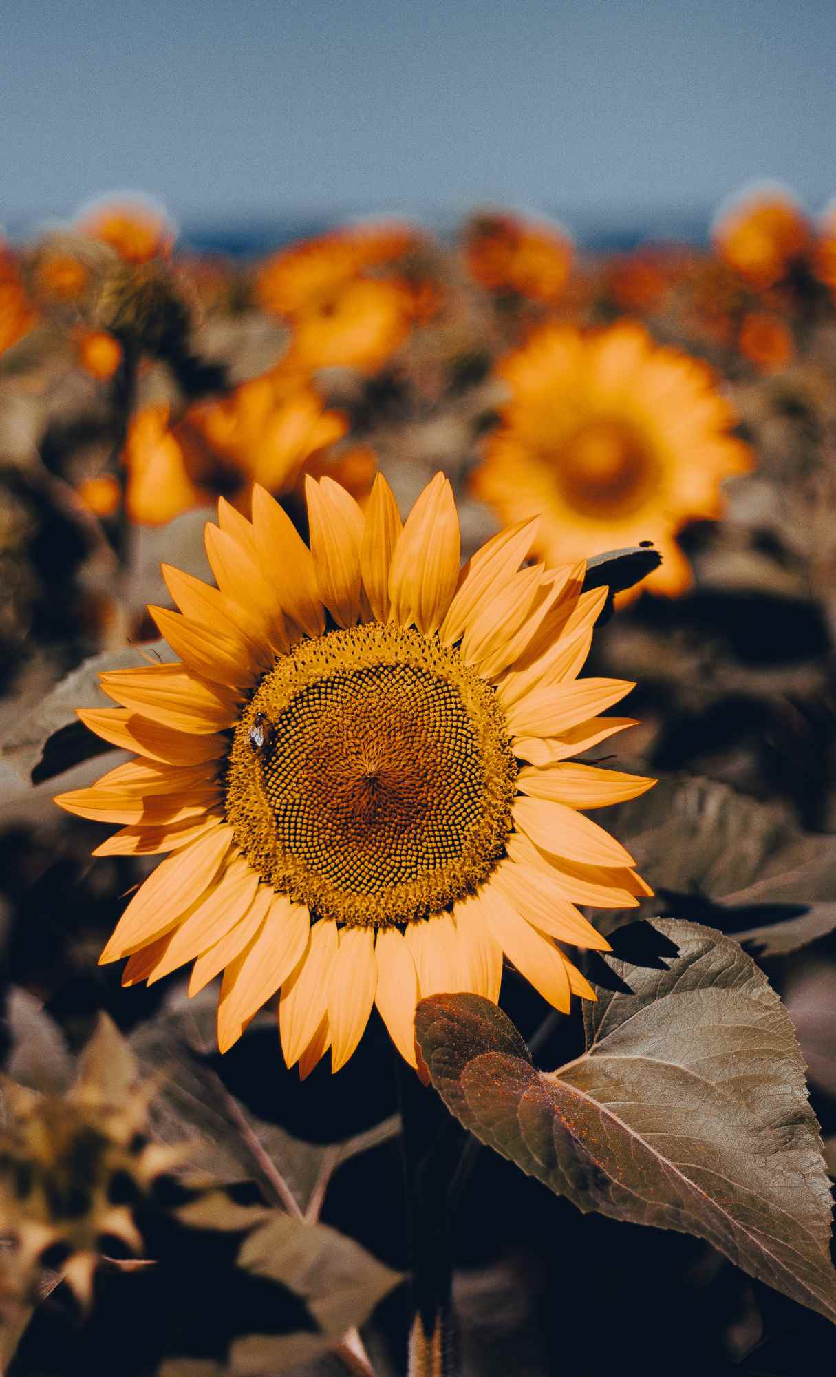 free hd fall iphone wallpaper