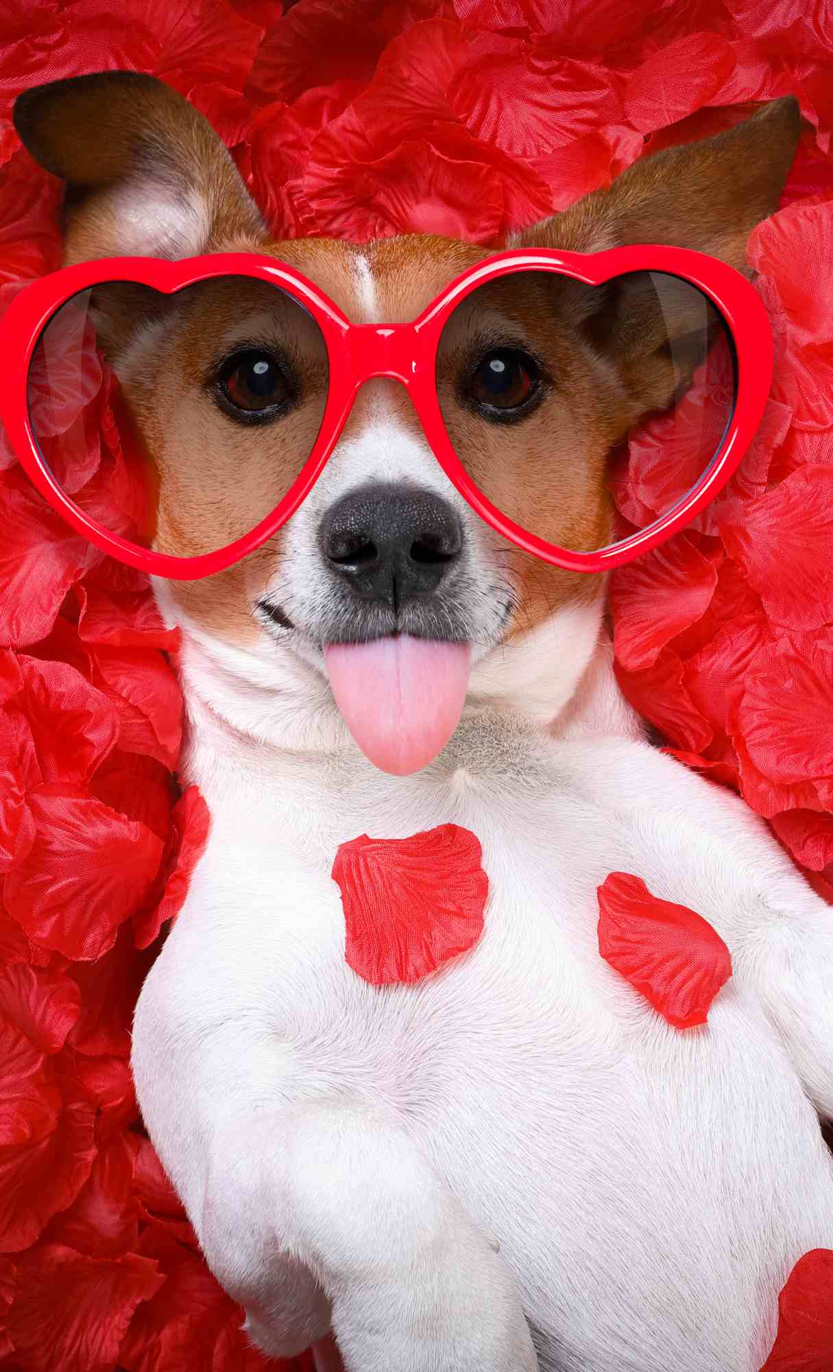 hd valentine wallpaper for phone