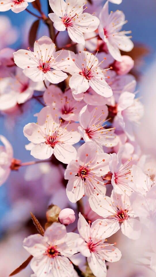 Spring Wallpapers for iPhone – Best Spring Backgrounds [Free Download]. Who doesn't love spring? That's the season of tender blooming and rebirth of nature, fresh air and big dreams! Looking for great spring wallpapers for iPhone? Feel free to download all these spring backgrounds! #wallpaper #background #iphone #iphonewallpaper #spring
