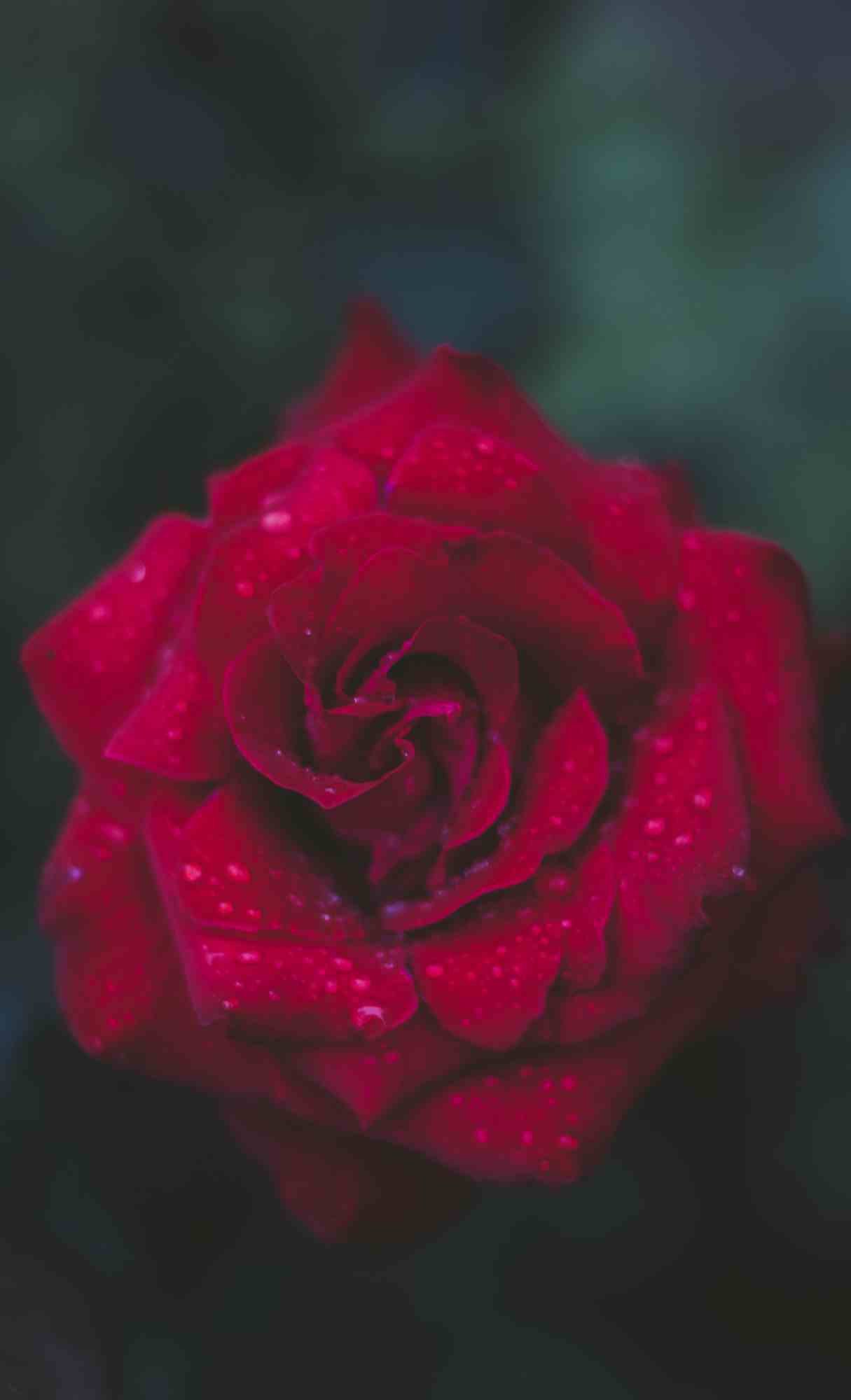 hd valentine wallpaper for phone