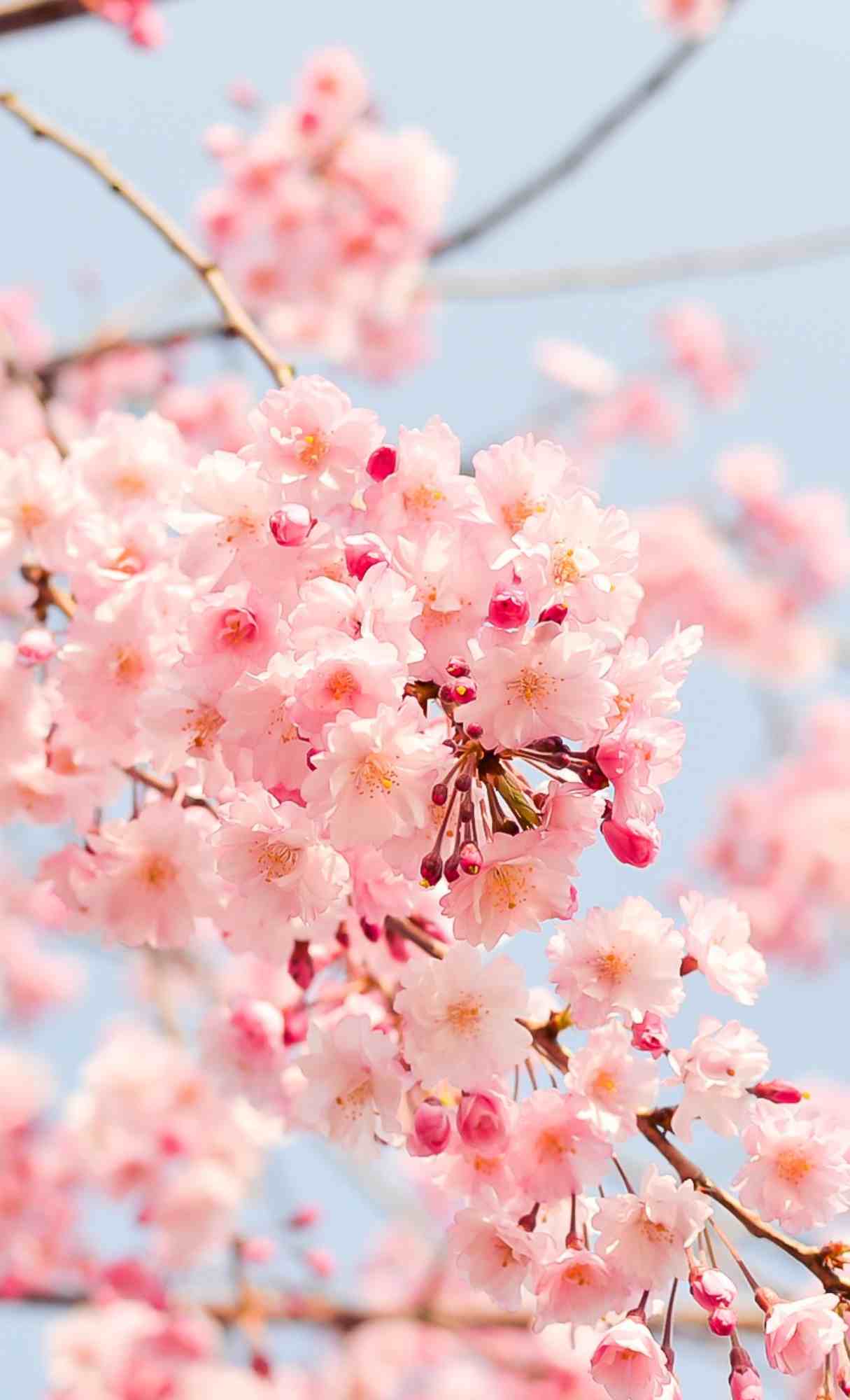 cherry blossom spring hd wallpaper